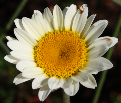 Anthemis tinctoria 'Sauce Hollandaise'
