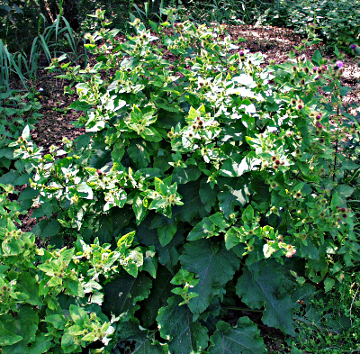 Arctium, burdock