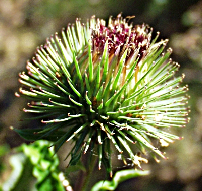 Arctium lappa, greater burdock, involucre