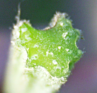 Arctium lappa, greater burdock, cross section