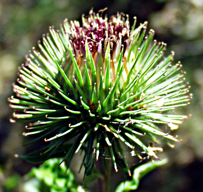 Arctium lappa, greater burdock, inflorescence