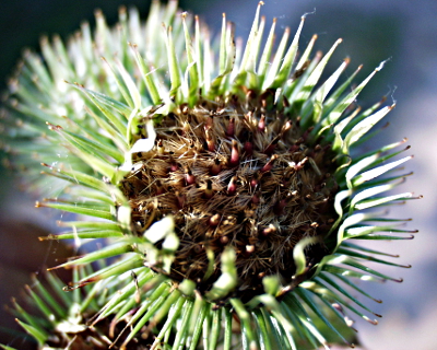 Arctium lappa, greater burdock, infrucescence