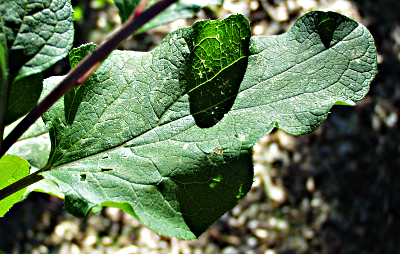 Arctium lappa, greater burdock, leaf