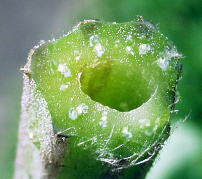 Arctium minus, lesser burdock, cross section of the petiole