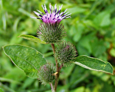 Arctium minus, lesser burdock, flowers