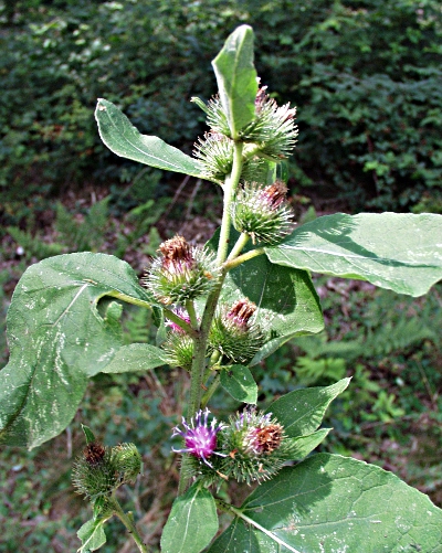 Arctium minus, lesser burdock