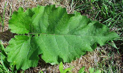Arctium minus, lesser burdock, leaf