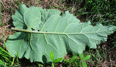 Arctium minus, lesser burdock, underside of the leaf
