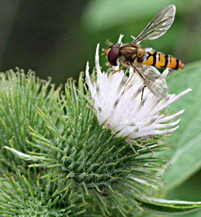 Arctium minus, lesser burdock, albino