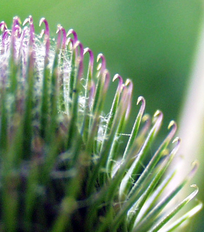 Arctium, burdock, phyllaries