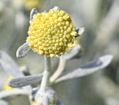 Artemisia absinthum, absinthium