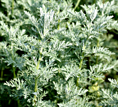 Artemisia pontica, Roman wormwood