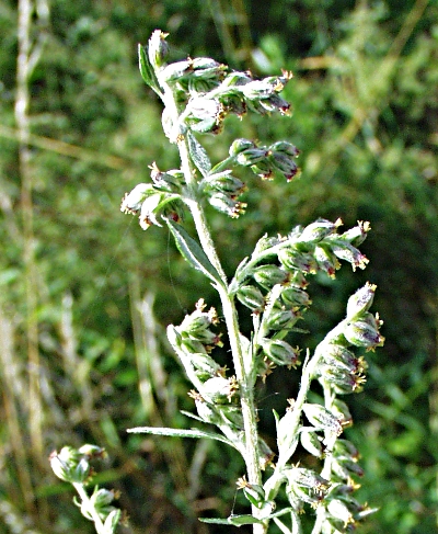 Artemisia vulgaris, mugwort, inflorescence