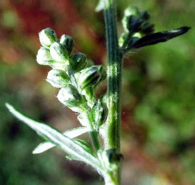 Artemisia vulgaris, mugwort, buds
