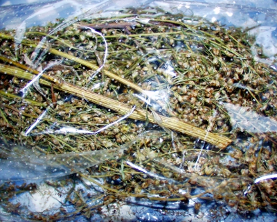 Artemisia vulgaris, mugwort, dry