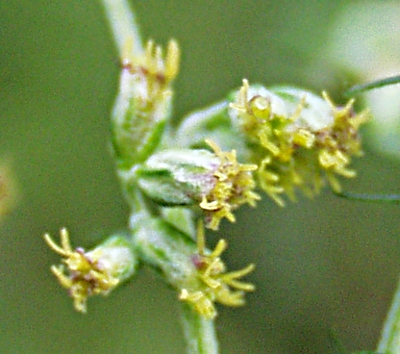 Artemisia vulgaris, mugwort, flowers