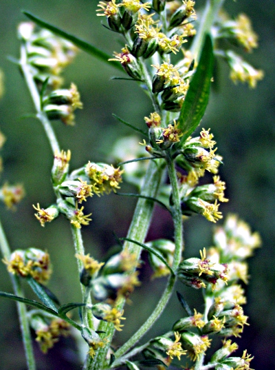 Artemisia vulgaris, mugwort, flowers