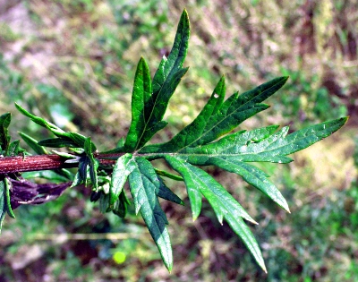 Artemisia vulgaris, mugwort, leaf