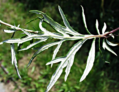 Artemisia vulgaris, leaf underneath