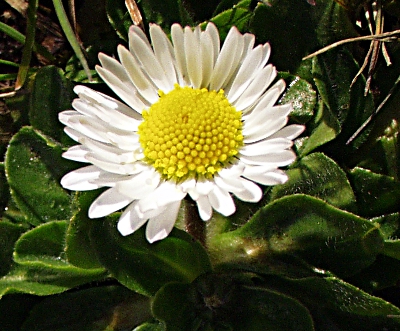 Bellis perennis, common daisy