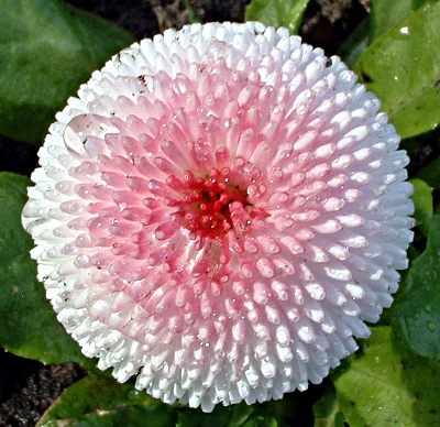 Bellis perennis, common daisy, double flowered