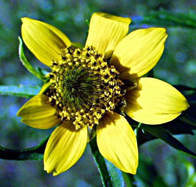 Bidens cernuus, nodding beggarticks, flower