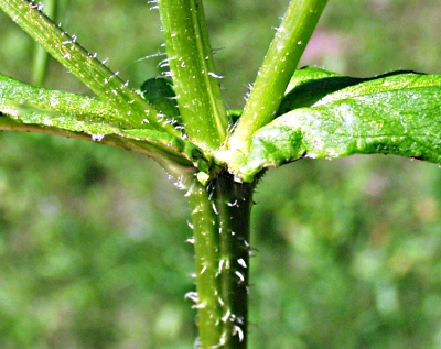 Bidens cernuus, nodding beggarticks, stem
