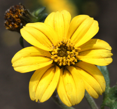 Bidens ferulifolia, apache beggarticks