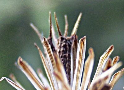 Bidens frondosus, devil's beggarticks, fruit