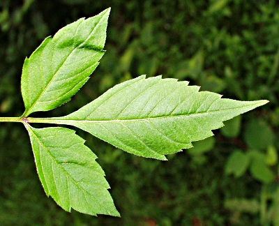 Bidens frondosus, Devil's beggarticks, leaf
