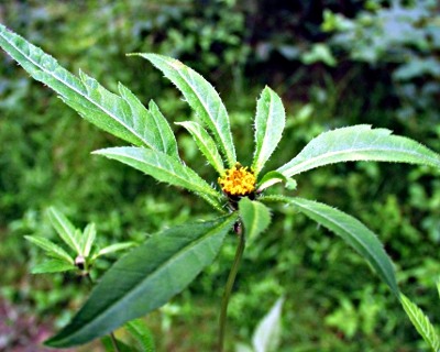 devil's beggarticks, flower