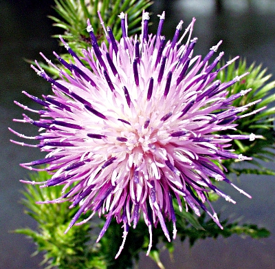 Carduus crispus, welted thistle, flower