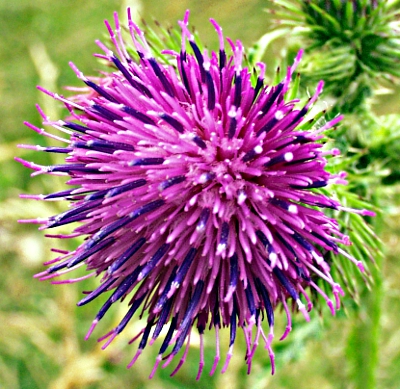 Carduus crispus, welted thistle, flower head