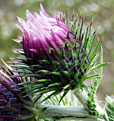 Carduus crispus, welted thistle, involucre