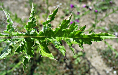 Carduus crispus, welted thistle, leaf