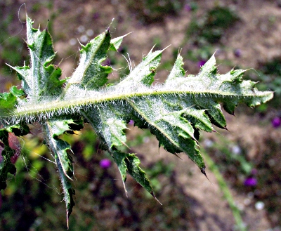 Carduus crispus, welted thistle, leaf underside