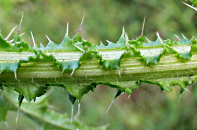 Carduus crispus, welted thistle, stem