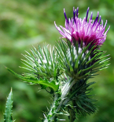 Carduus x polyacanthus, hybrid welted thistle