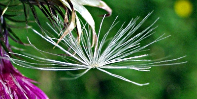 Carduus x polyacanthus, hybrid welted thistle, pappus