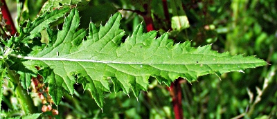 Carduus x polyacanthus, hybrid welted thistle, leaf