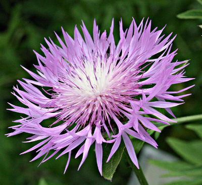 Centaurea dealbata, Persian cornflower
