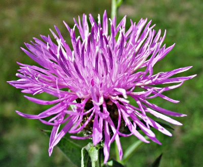 Centaurea x gerstlaueri, hybrid knapweed, flower head