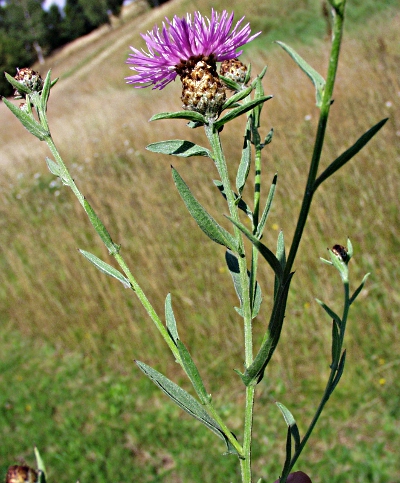 Centaurea x gerstlaueri, hybrid knapweed