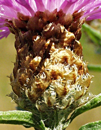 Centaurea x gerstlaueri, hybrid knapweed, involucre