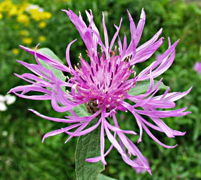 Centaurea jacea, Brown knapweed