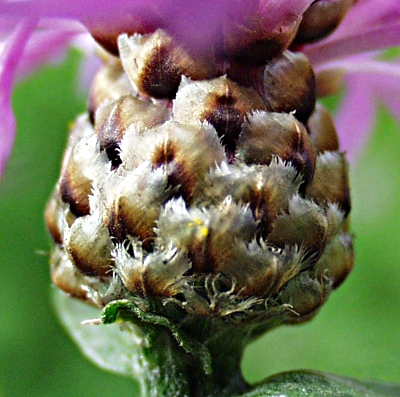 Centaurea jacea, brown knapweed, involucre