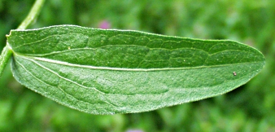 Centaurea jacea, brown knapweed, leaf