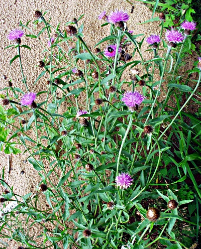 Centaurea nemoralis, Lesser knapweed