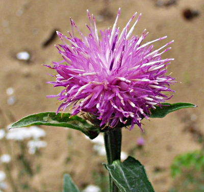 Centaurea nemoralis, lesser knapweed, flower