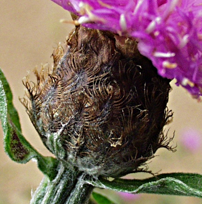 Centaurea nemoralis, lesser knapweed, involucre
